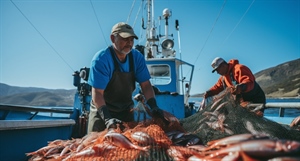 Acciughe in fuga per colpa del clima che riduce effetto correnti marine